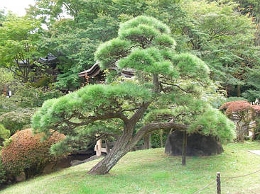 Сосна Тabuliformis для Бонсай 2 річна, Сосна Табулеформис / Китайська червона сосна, Pinus tabuliformis