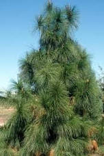 Сосна Юньнаньська 2 річна, Сосна юньнаньская, Pinus Yunnanensis, фото 6