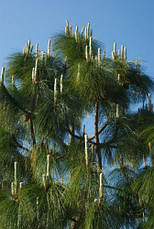 Сосна Юньнаньська 2 річна, Сосна юньнаньская, Pinus Yunnanensis, фото 4
