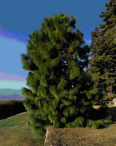 Сосна Юньнаньська 2 річна, Сосна юньнаньская, Pinus Yunnanensis, фото 1