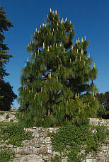 Сосна Юньнаньська 2 річна, Сосна юньнаньская, Pinus Yunnanensis, фото 5
