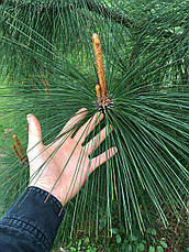 Сосна Юньнаньська 2 річна, Сосна юньнаньская, Pinus Yunnanensis, фото 3