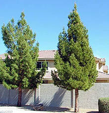 Сосна Ельдарська 2 річна, Сосна Ельдарська, Pinus eldarica, фото 3