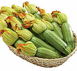 Кабачка Карамболь F1 5 шт / United Genetics, фото 3