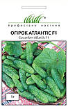 Насіння Огірок Атлантіс F1 50 шт / Bejo Zaden, фото 5