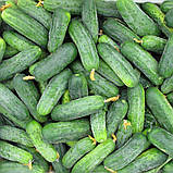 Огірок Гектор F1 50шт / Nunhems Zaden, фото 3