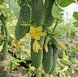 Огірок Грін Пік F1 10шт / United Genetics, фото 3