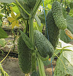 Огірок Грін Пік F1 10шт / United Genetics, фото 4