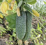 Огірок Грін Пік F1 10шт / United Genetics, фото 5