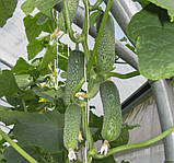 Огірок Євро Пік F1 10шт /United Genetics, фото 3
