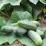 Насіння Огірок Кріспіна F1 10шт / Nunhems Zaden, фото 3