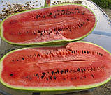 Кавун Чарльстон грей 1г / United Genetics, фото 2