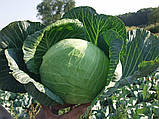 Капуста Бригадир F1 20шт /Clause, фото 5