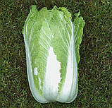 Насіння Капуста Пекінська Саммер Хайленд F1 20 шт / NongWoo Bio, фото 3