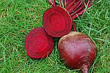 Буряк столова Ред Сан F1 3г / United Genetics, фото 2