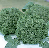 Капуста Брокколі Баро Стар F1 20 шт / NongWoo Bio, фото 4