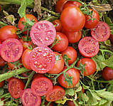 Насіння Томат Уно Россо F1 20 шт / United Genetics, фото 5