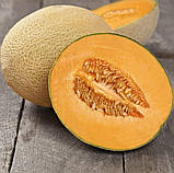 Диня Флоренція F1 8 шт / United Genetics, фото 2