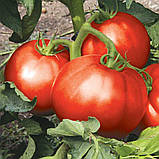 Томат Монталбан F1 10 шт / United Genetics, фото 2