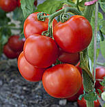 Томат Тайпринц F1 20 шт /United Genetics, фото 2