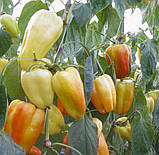 Перець Барбі 8шт / Syngenta, фото 3