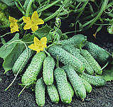 Огірок Пасамонте F1 10шт / Syngenta, фото 3