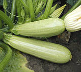 Кабачкок Карізма F1 5шт /Syngenta, фото 2