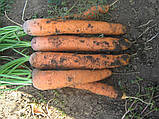 Морковь Нантес Скарлет 1г/ United Genetics, фото 2