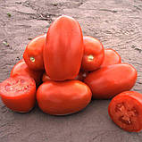 Насіння Томат Класик F1 50 шт / Nunhems Zaden, фото 3