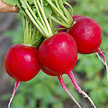 Насіння Редис Селеста F1 2г / Enza Zaden, фото 4