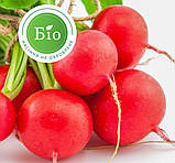 Редис Гігант 3г / Wing Seed, фото 3