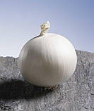 Цибуля Гледстоун 1г / Bejo Zaden, фото 2