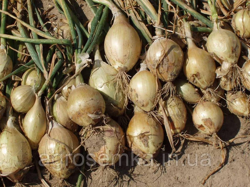 Ресейлік плюс-размер қыздармен порно