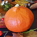 Гарбуз Хоккайдо 2г / Hem Zaden, фото 2