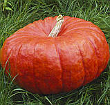 Гарбуз Руж Віф Дьетамп 10шт / Tezier, фото 4