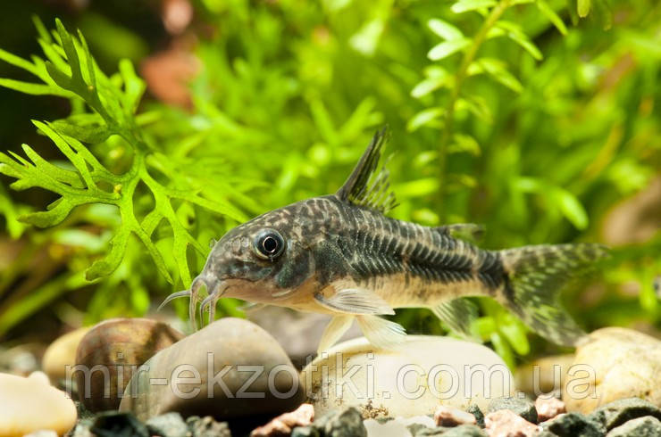 Сомік Коридорас Крапчастий (Corydoras paleatus) 3-4 см