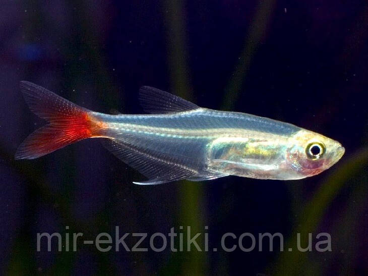 Зошит скляний (Prionobrama filigera)