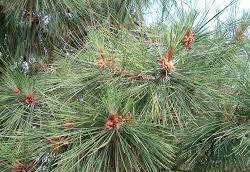 Сосна Густа 2 річна, Сосна Густа / Денсата, Pinus densata, фото 4