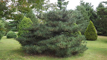 Сосна Густа 2 річна, Сосна Густа / Денсата, Pinus densata, фото 1