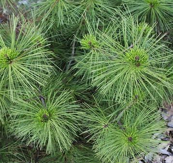 Сосна Густа 2 річна, Сосна Густа / Денсата, Pinus densata, фото 3