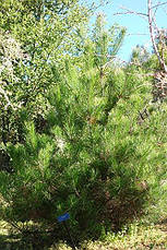 Сосна Густа 2 річна, Сосна Густа / Денсата, Pinus densata, фото 5