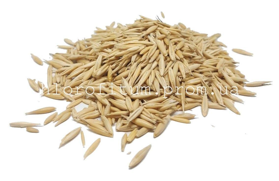 Овес лікувальний 100 грамів (неочищене насіння вівса), фото 1
