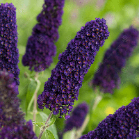 Будлея Давида Black Knight 2 річна, Будлея Давида Блек Найт, Buddleja davidii Black Knight