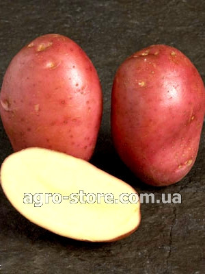 Картопля-сорт Сільф 2.5 кг..уп.1 репродукція.