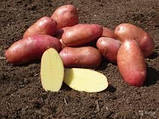 Картопля-сорт Сільф 2.5 кг..уп.1 репродукція., фото 2