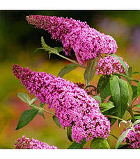 Будлея Давида Pink Delight 2 річна, Буддлея Давида Пінк Делайт, Buddleja davidii Pink Delight, фото 3