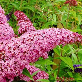 Будлея Давида Pink Delight 2 річна, Буддлея Давида Пінк Делайт, Buddleja davidii Pink Delight