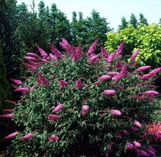 Будлея Давида Pink Delight 2 річна, Буддлея Давида Пінк Делайт, Buddleja davidii Pink Delight, фото 2