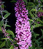 Будлея Давида Pink Delight 2 річна, Буддлея Давида Пінк Делайт, Buddleja davidii Pink Delight, фото 7