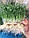 Лотки для выращиваня мікрозелені високі, фото 3